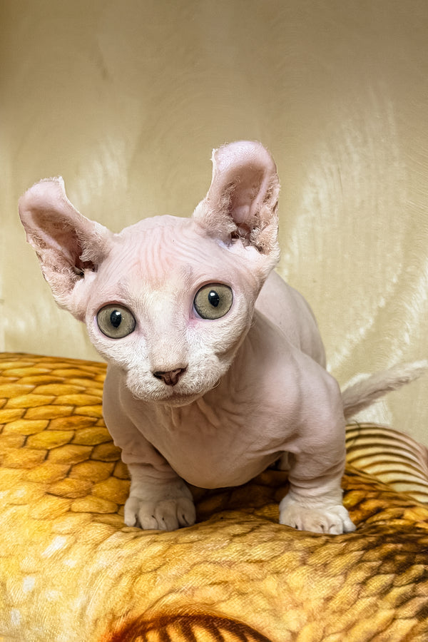 Elvis | Dwelf Sphynx Kitten