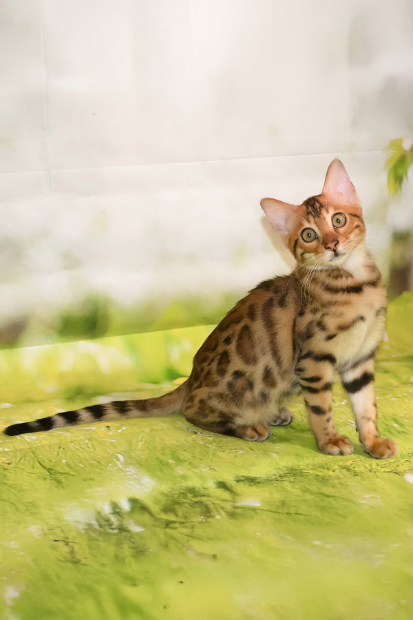 Elwin | Bengal Kitten