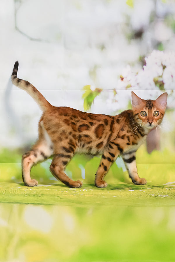 Elwin | Bengal Kitten