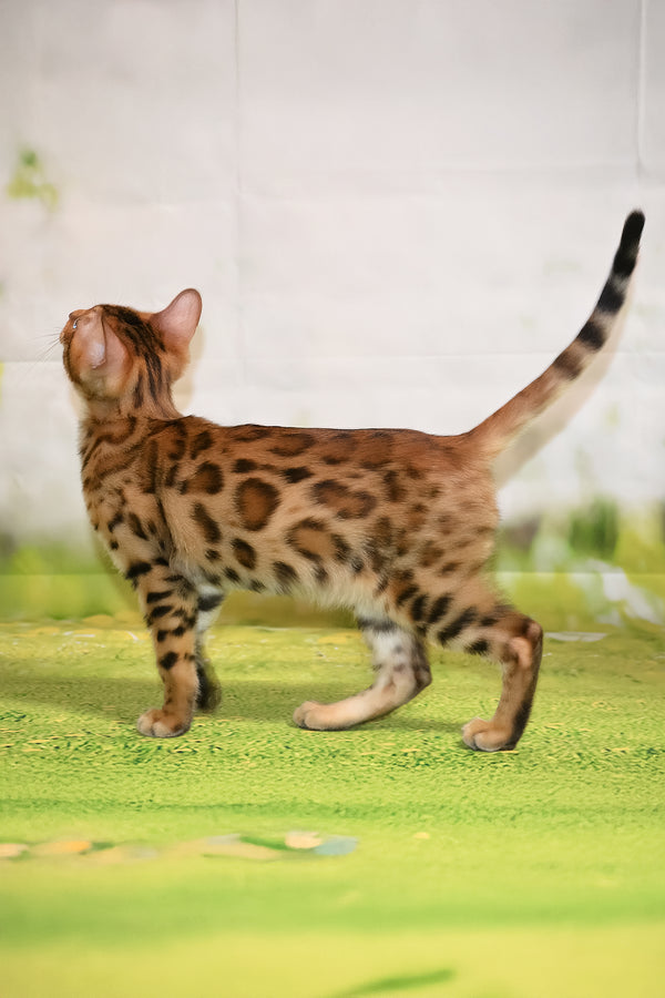 Elwin | Bengal Kitten