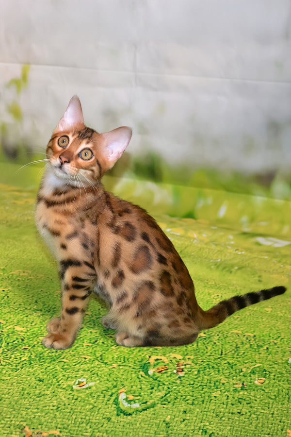 Elwin | Bengal Kitten