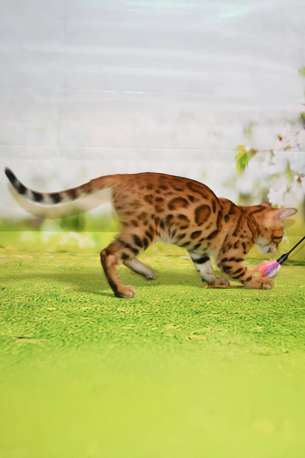 Elwin | Bengal Kitten