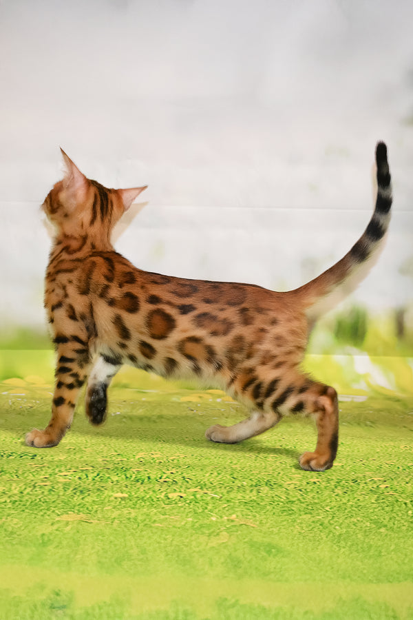 Elwin | Bengal Kitten