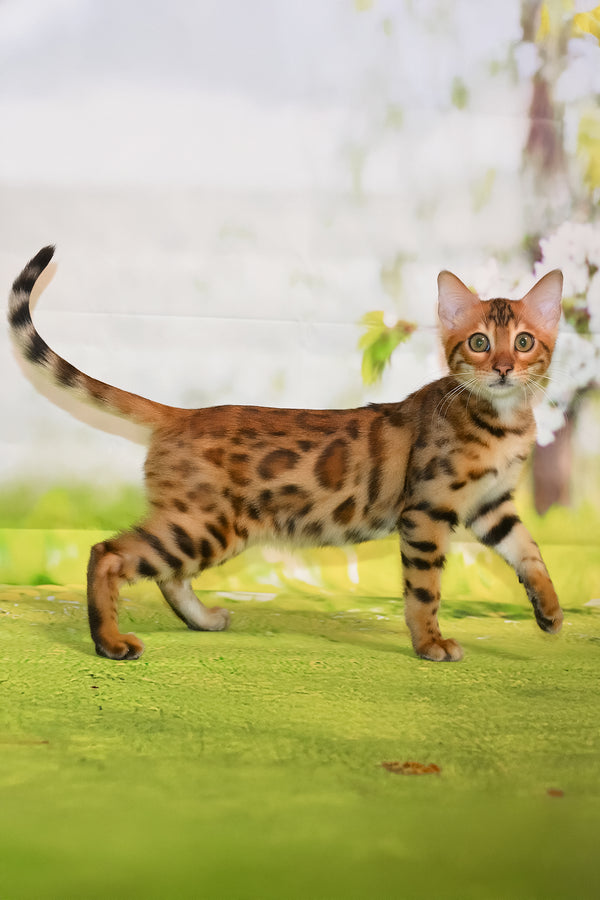 Elwin | Bengal Kitten