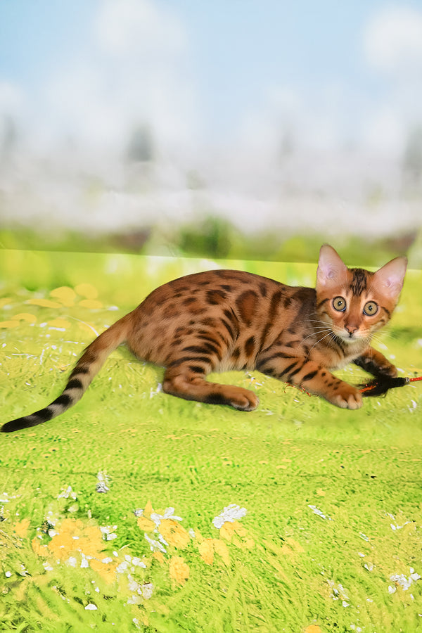Elwin | Bengal Kitten
