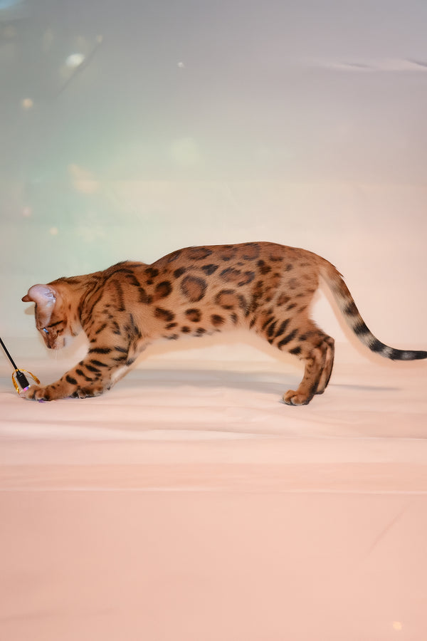 Elwin | Bengal Kitten