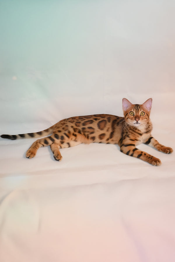 Elwin | Bengal Kitten