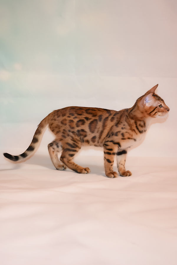 Elwin | Bengal Kitten