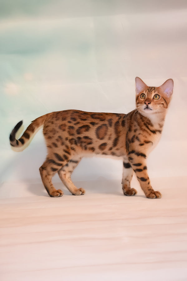 Elwin | Bengal Kitten