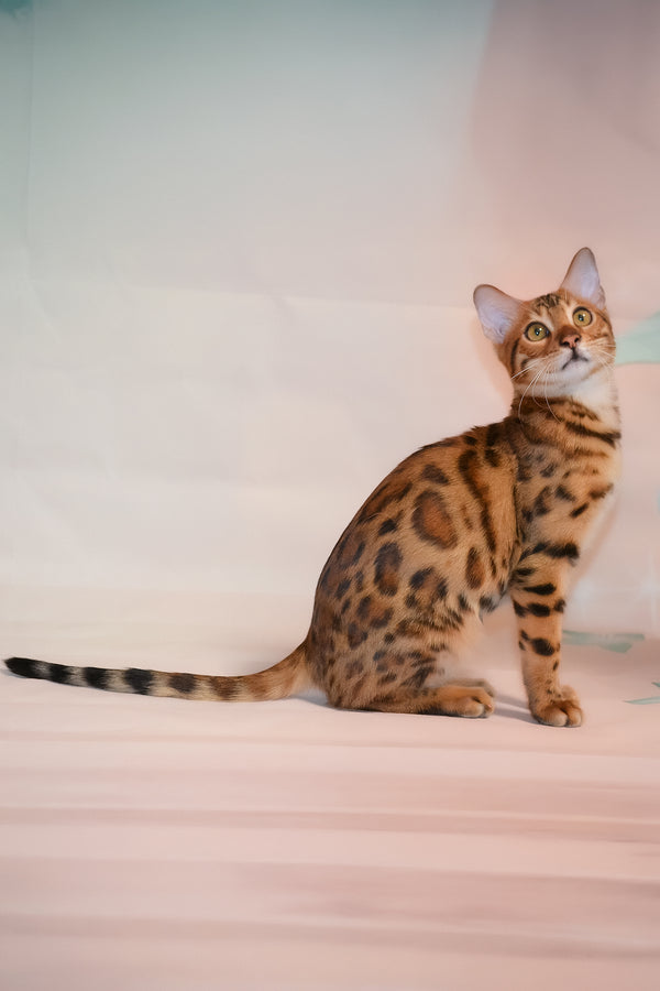Elwin | Bengal Kitten
