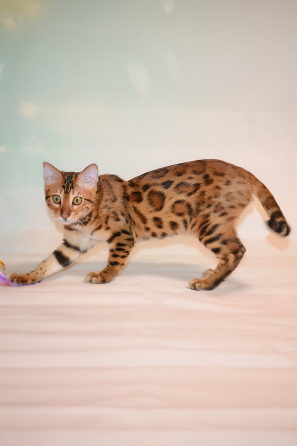Elwin | Bengal Kitten