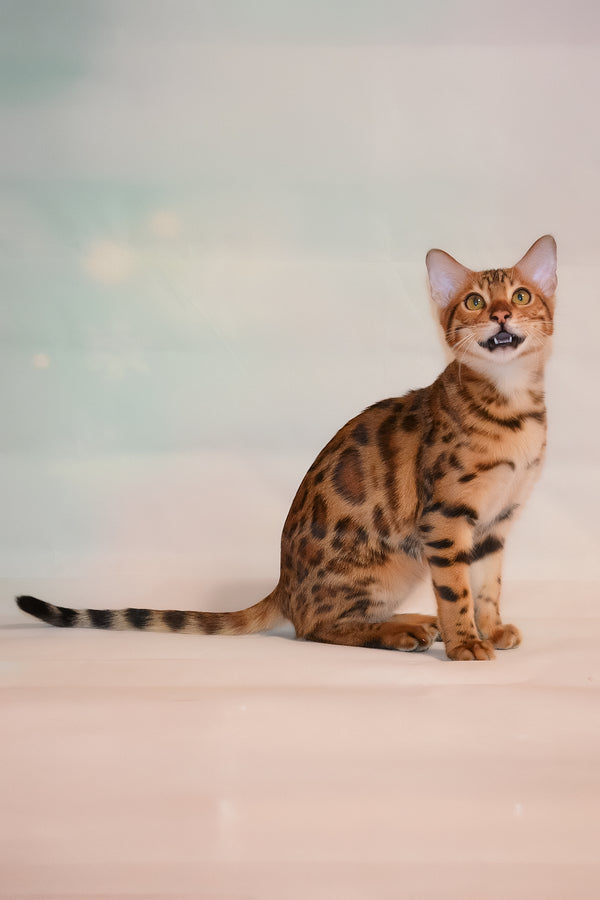 Elwin | Bengal Kitten