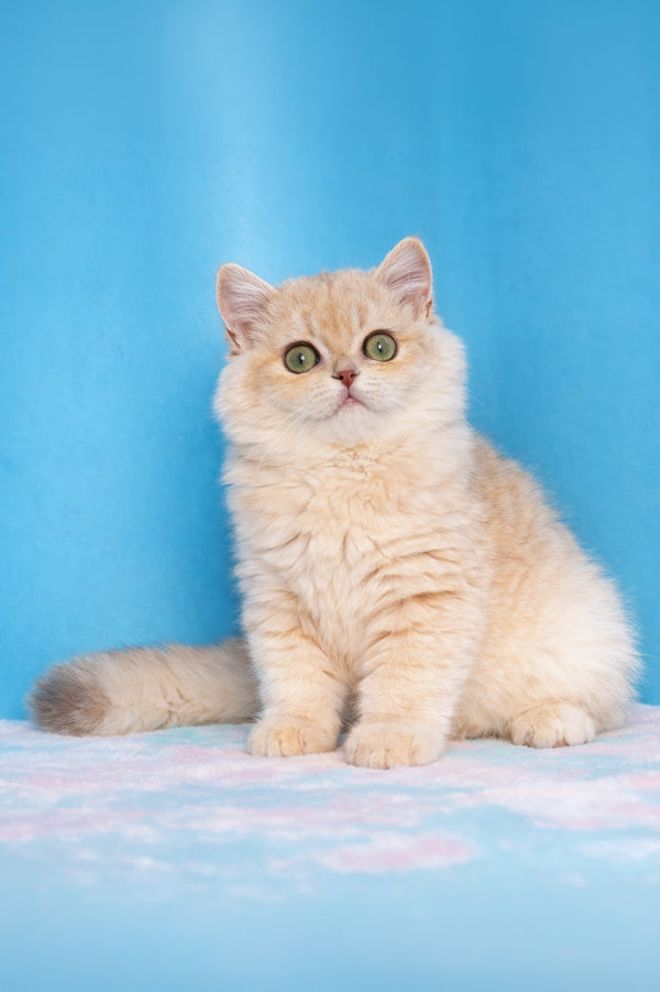 Evan | British Shorthair Kitten