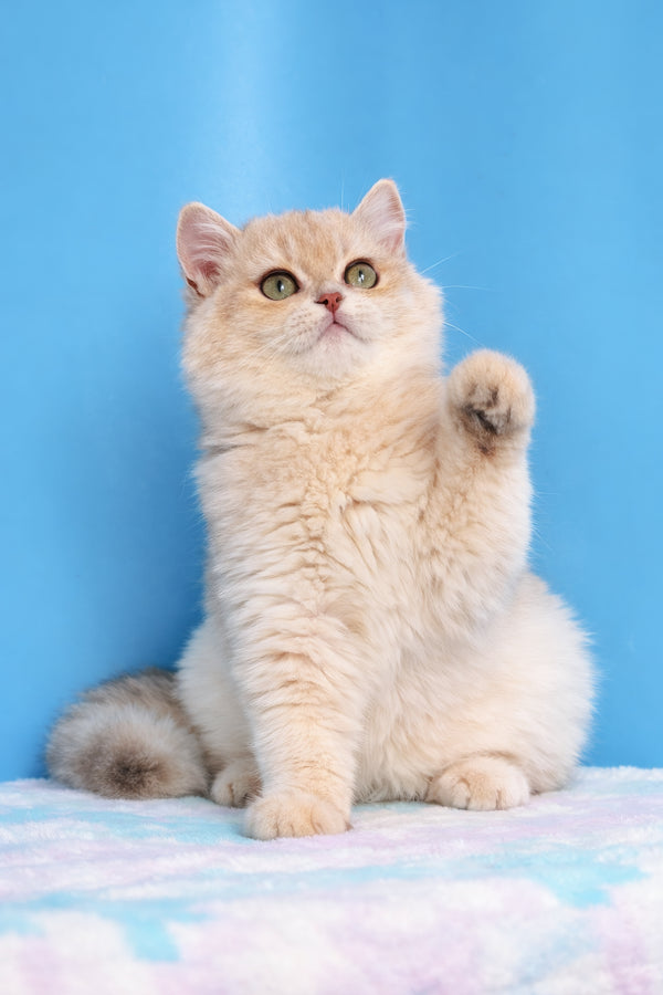 Evan | British Shorthair Kitten