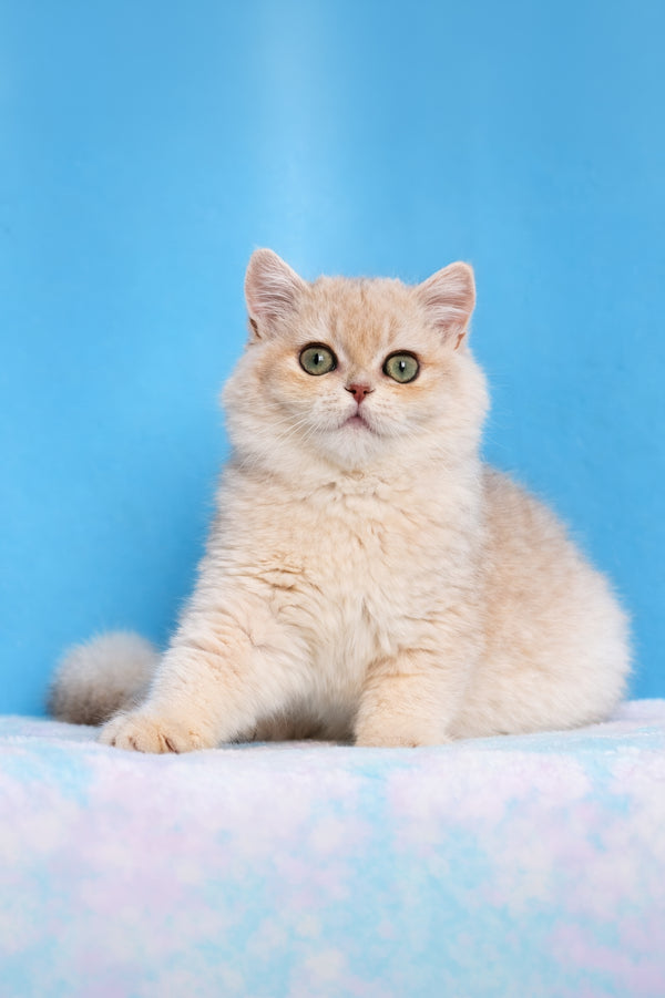 Evan | British Shorthair Kitten