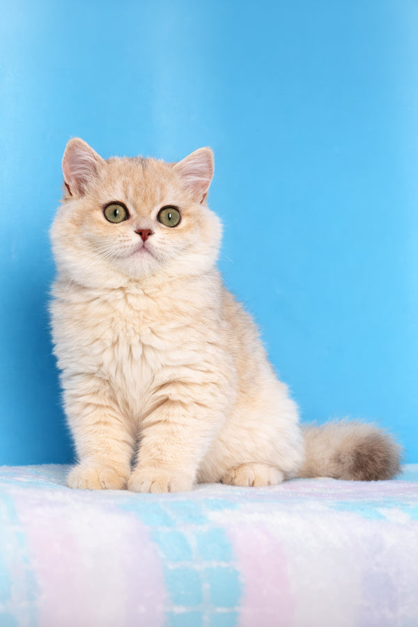 Evan | British Shorthair Kitten