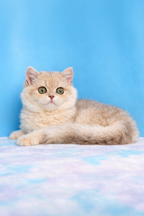 Evan | British Shorthair Kitten