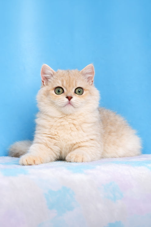 Evan | British Shorthair Kitten
