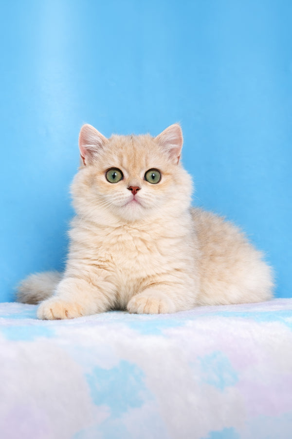 Evan | British Shorthair Kitten
