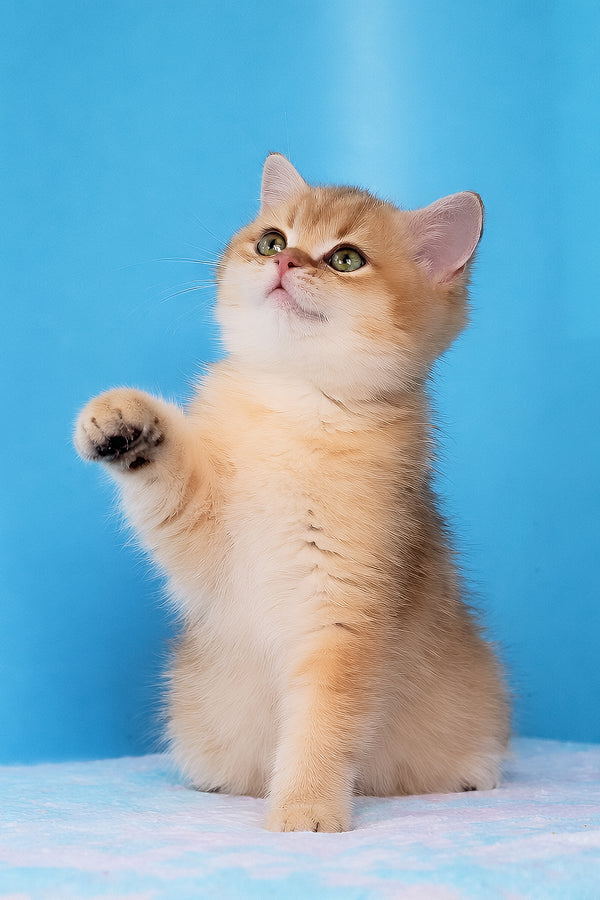 Emer | British Shorthair Kitten