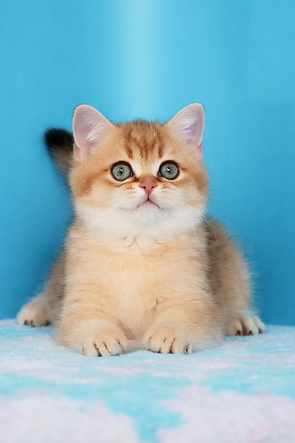 Emer | British Shorthair Kitten