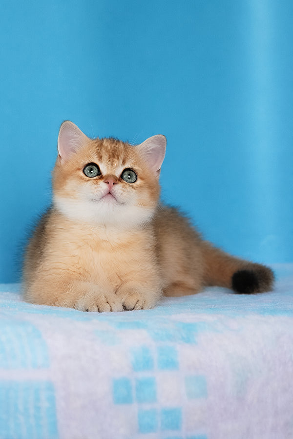 Emer | British Shorthair Kitten