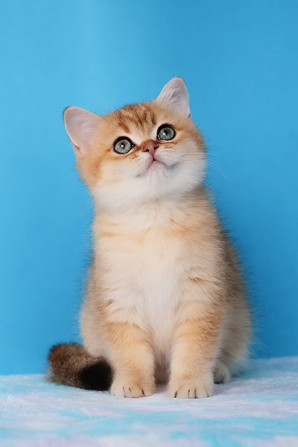 Emer | British Shorthair Kitten