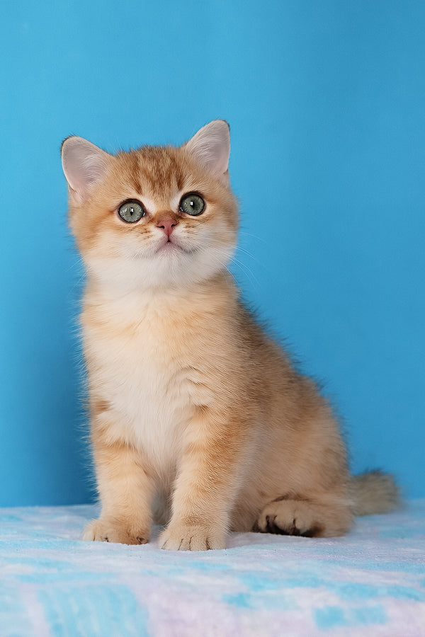 Emer | British Shorthair Kitten