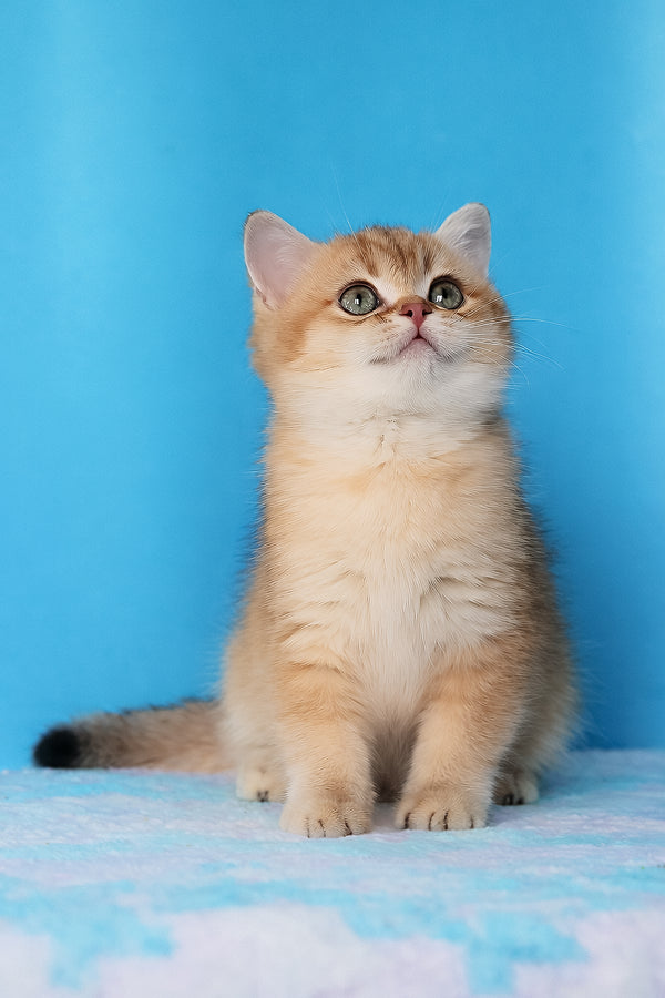 Emer | British Shorthair Kitten