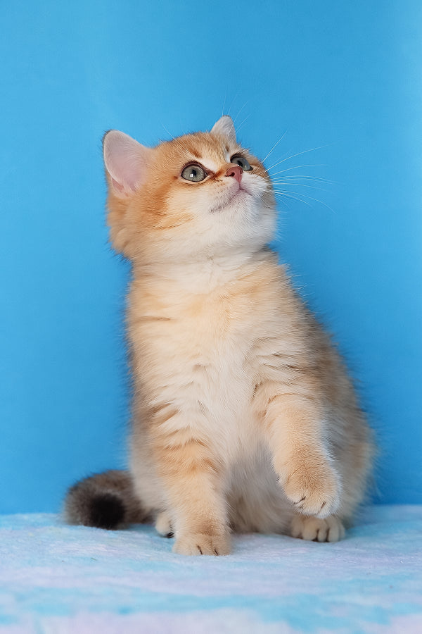Emer | British Shorthair Kitten