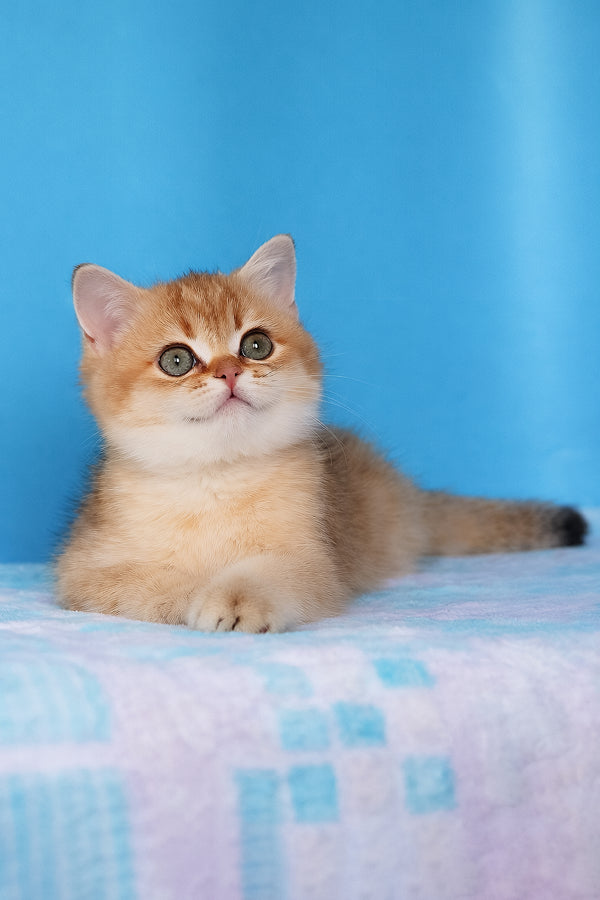 Emer | British Shorthair Kitten