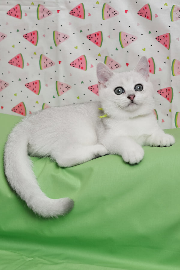 Emic | British Shorthair Kitten