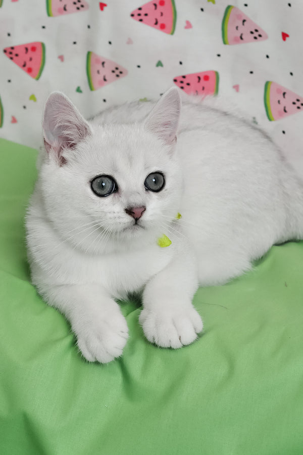 Emic | British Shorthair Kitten