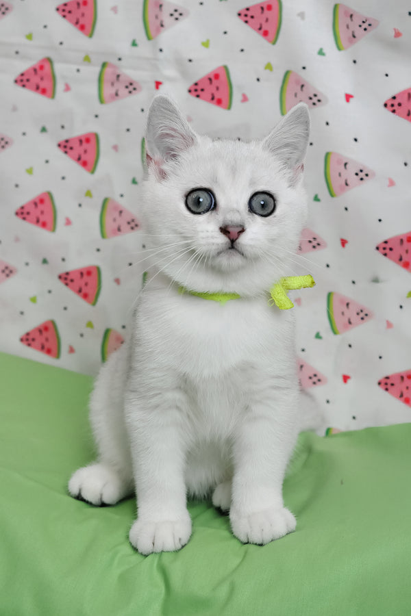 Emic | British Shorthair Kitten