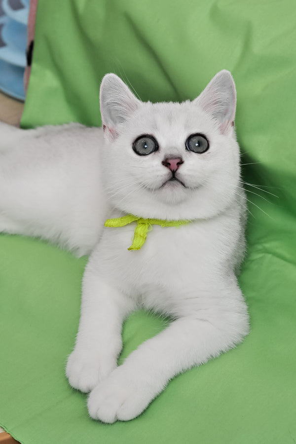 Emic | British Shorthair Kitten