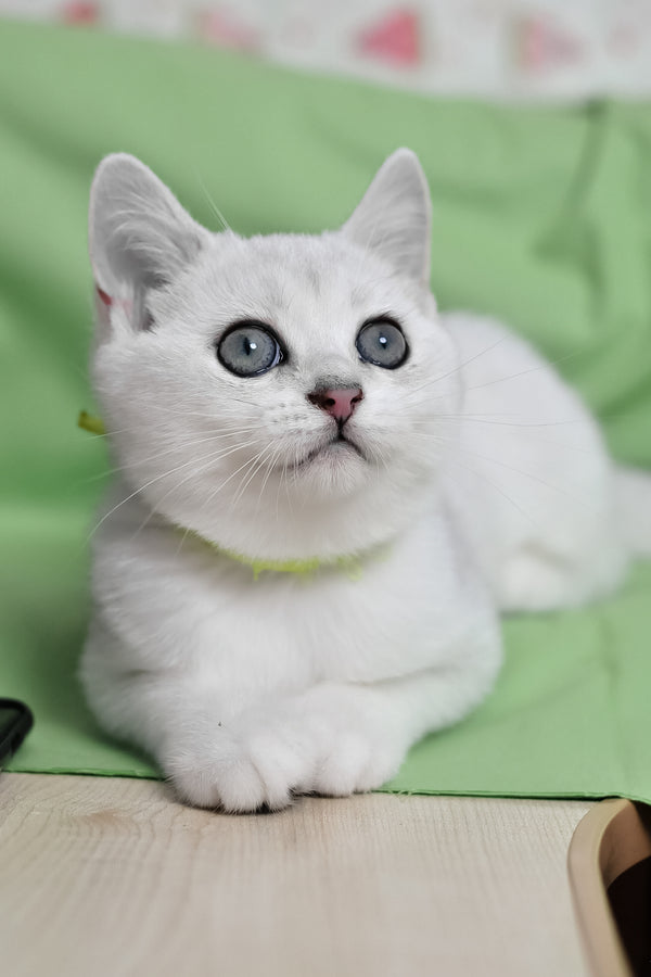 Emic | British Shorthair Kitten