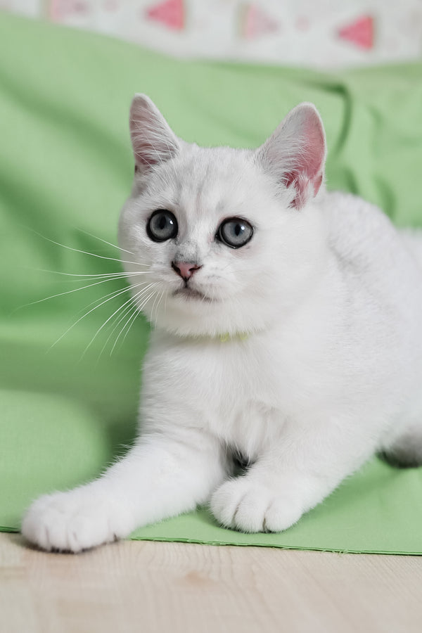 Emic | British Shorthair Kitten