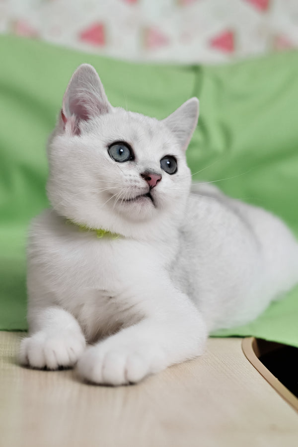 Emic | British Shorthair Kitten