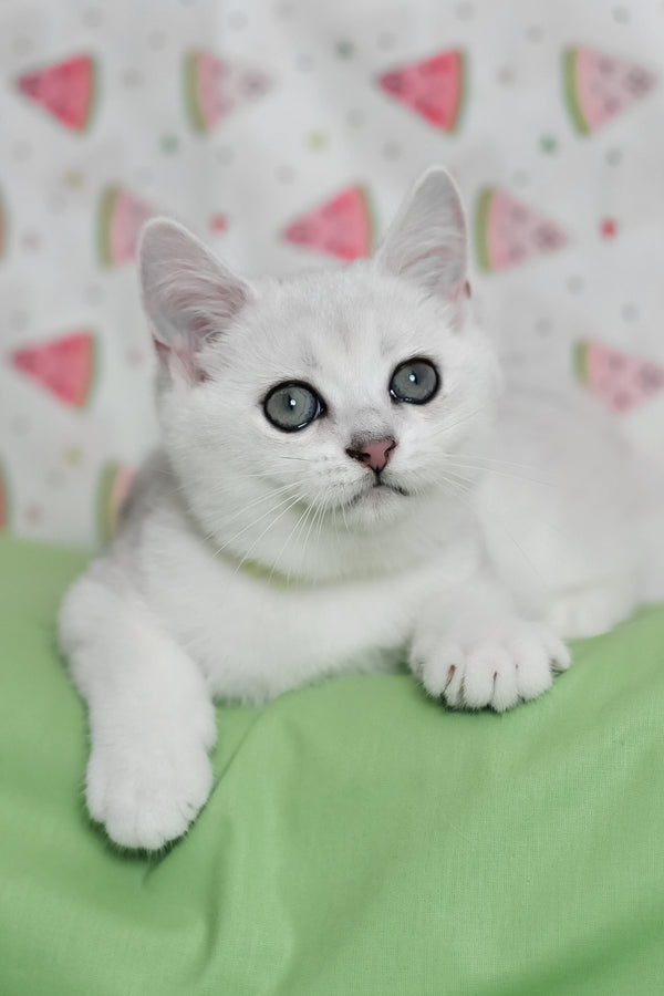 Emic | British Shorthair Kitten