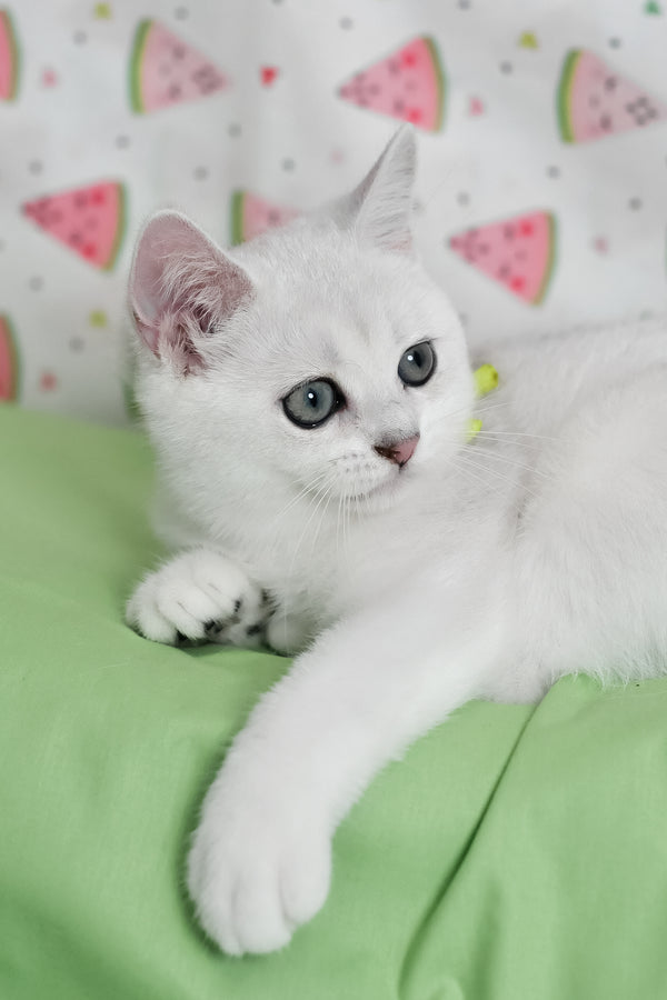 Emic | British Shorthair Kitten