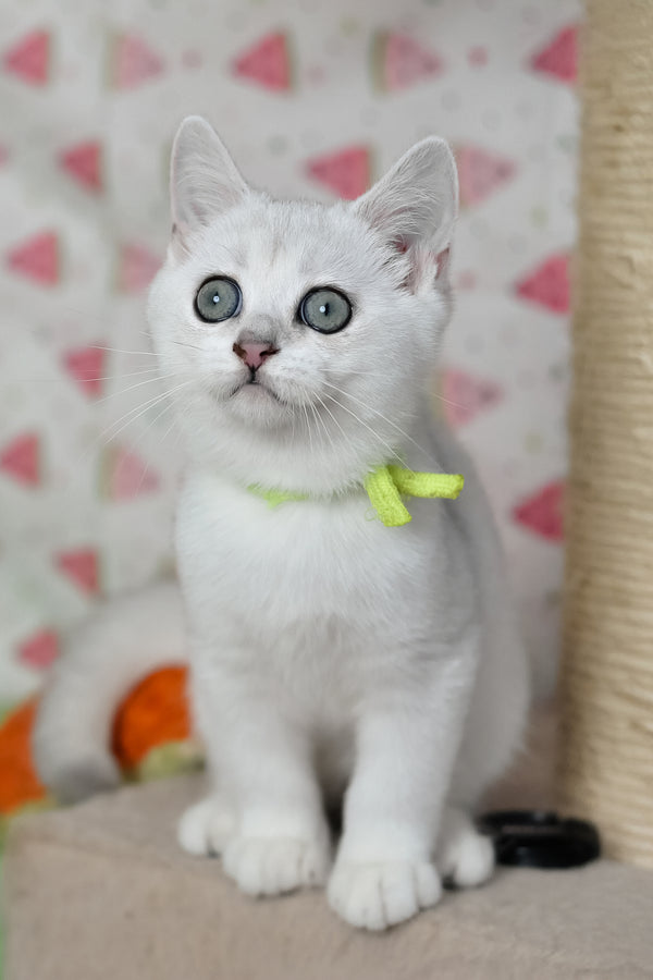 Emic | British Shorthair Kitten