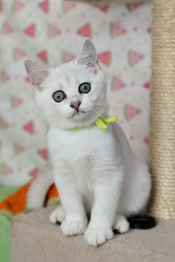 Emic | British Shorthair Kitten
