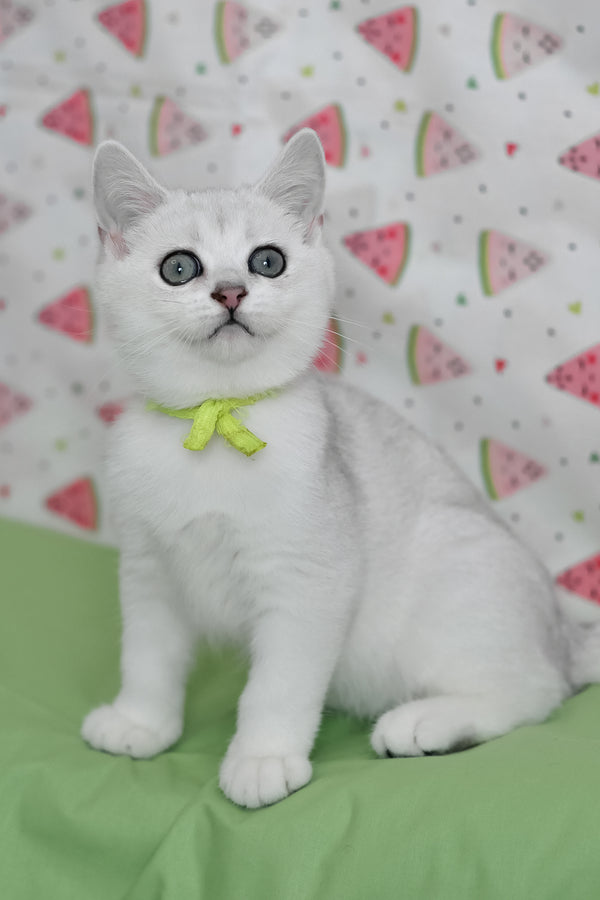 Emic | British Shorthair Kitten