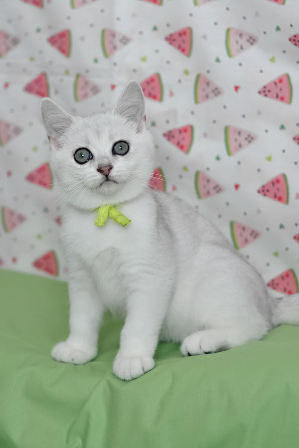 Emic | British Shorthair Kitten