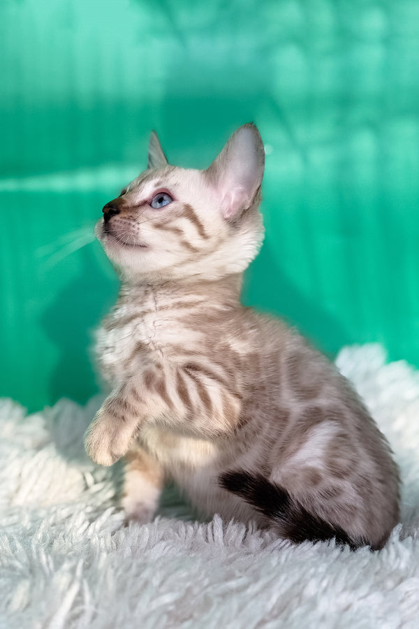 Emma | Bengal Kitten