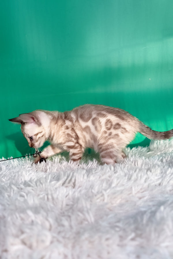 Emma | Bengal Kitten