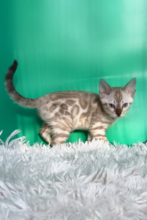 Emma | Bengal Kitten