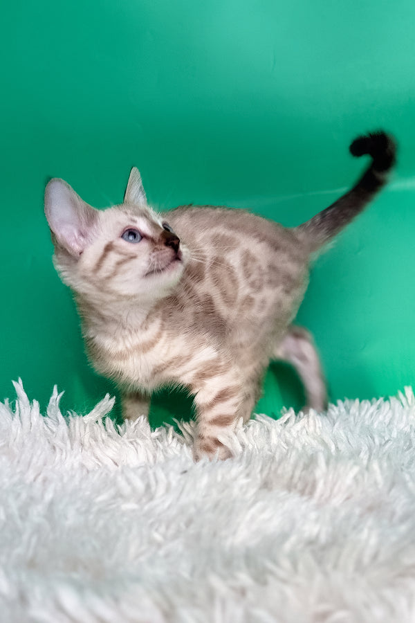Emma | Bengal Kitten