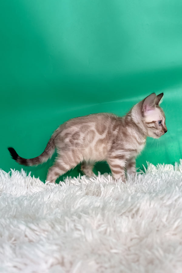 Emma | Bengal Kitten