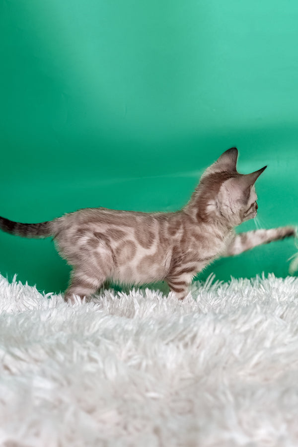 Emma | Bengal Kitten
